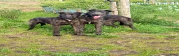 Lurcher dogs for sale: 2 lurchers for good home  in Liverpool - Advert 4