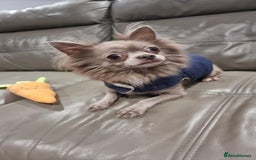 Chihuahua dogs for sale: Lilac Long Hair Chihuahua  - Image 7
