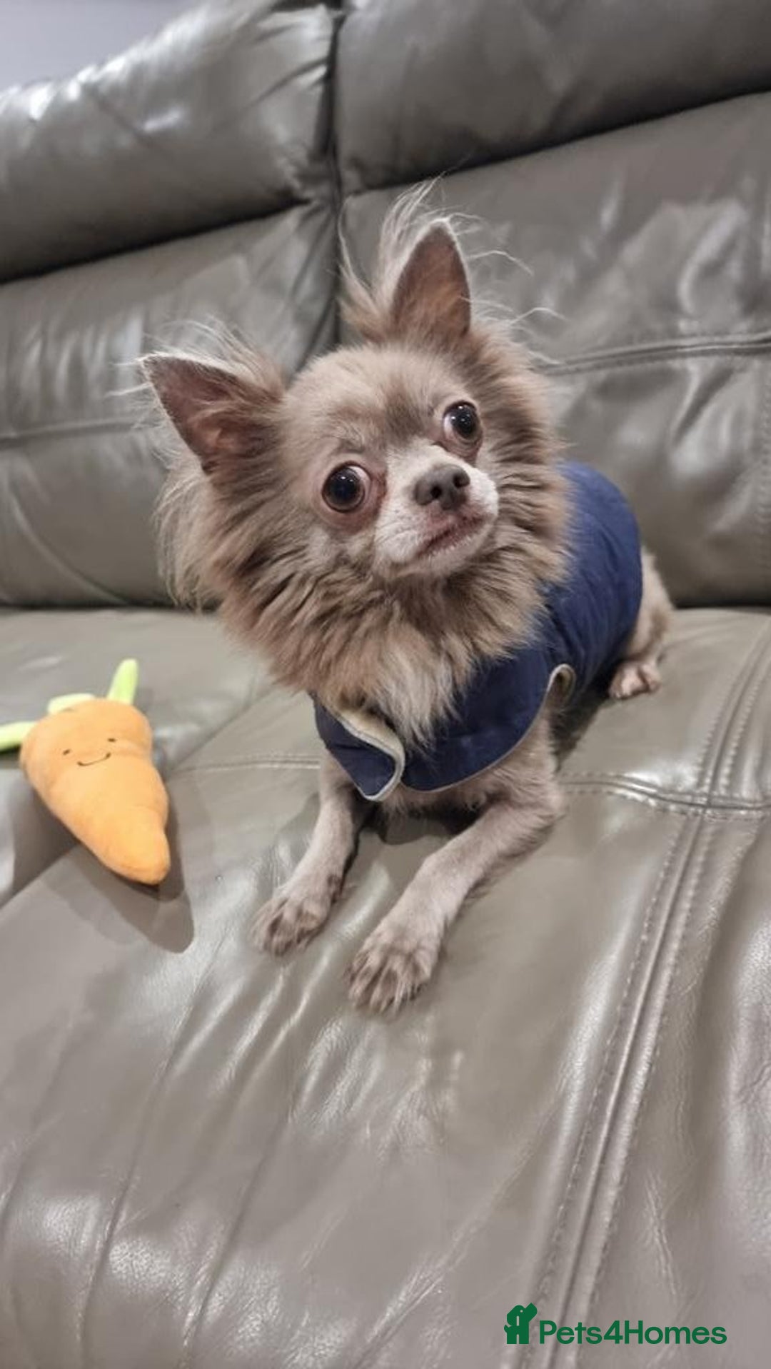 Chihuahua dogs for sale: Lilac Long Hair Chihuahua  - Image 7