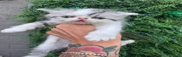 Exotic cats for sale: Exotic Persian  - Advert 8