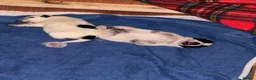 Australian Cattle Dog dogs for sale: Australian Cattle Dog Puppies For Sale - Advert 18