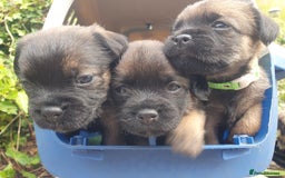 Border Terrier dogs for sale: Outstanding Litter of Border Terriers - Image 6