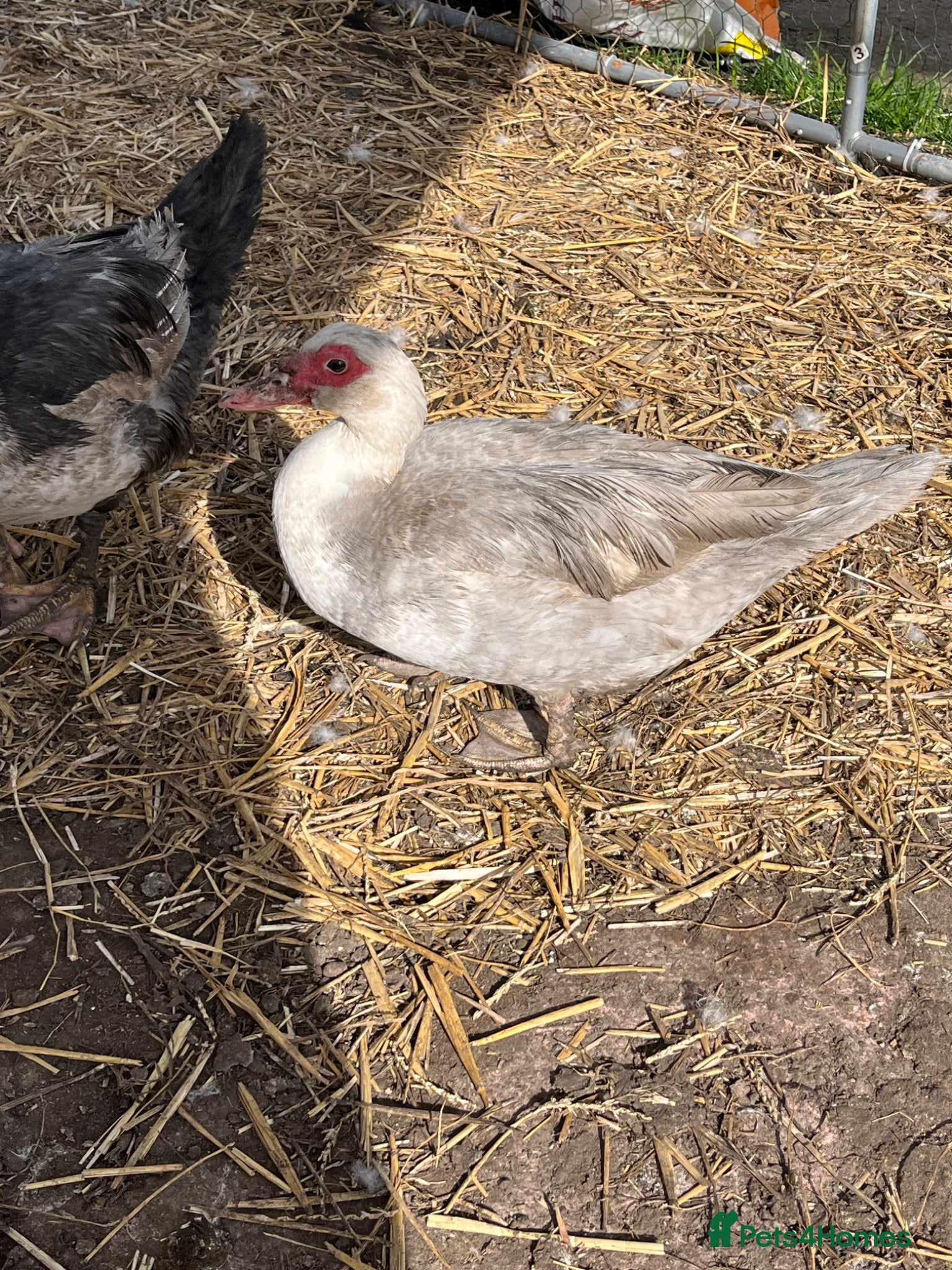 Ducks poultry Muscovy female ducks  - Advert 2