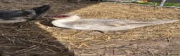Ducks poultry for sale: Muscovy female ducks  - Advert 2