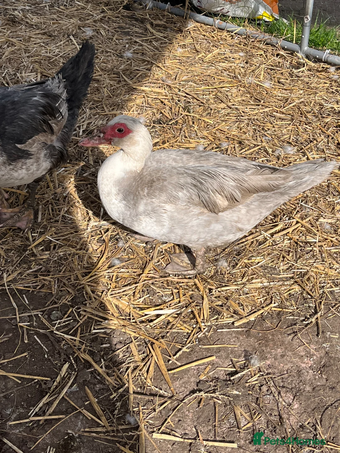 Ducks poultry for sale: Muscovy female ducks  - Advert 2