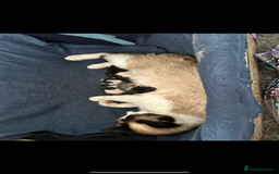 Mixed Breed cats for sale: Ready to find the best homes  - Image 9