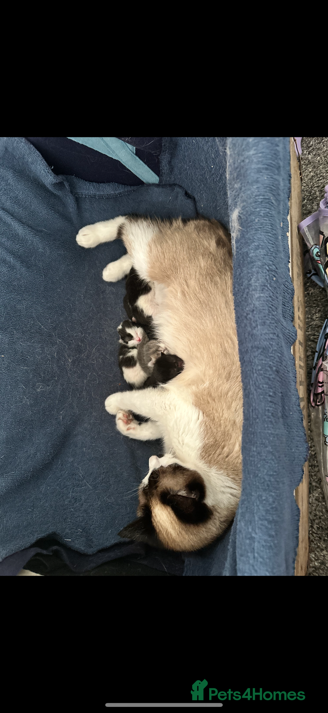 Mixed Breed cats for sale: Ready to find the best homes  - Image 9