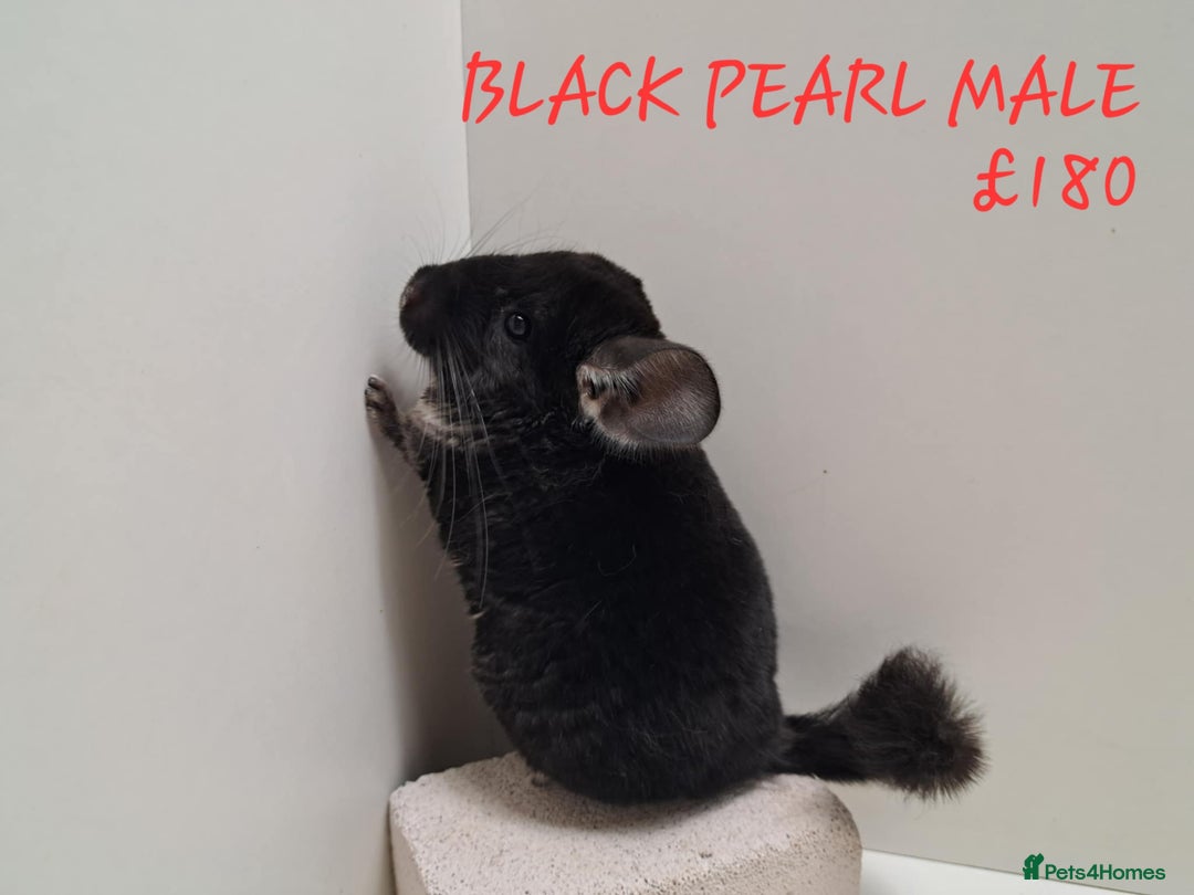 Chinchilla rodents for sale: STUNNING BABIES CHINCHILLA MIX COLOURS AND GENDER  - Image 10
