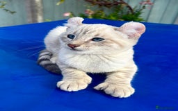 Bengal cats for sale: Gob smacking rare kittens  - Image 4