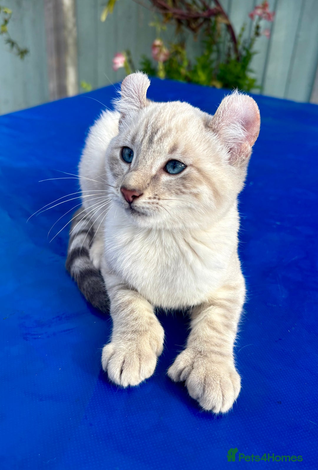 Bengal cats for sale: Gob smacking rare kittens  - Image 4