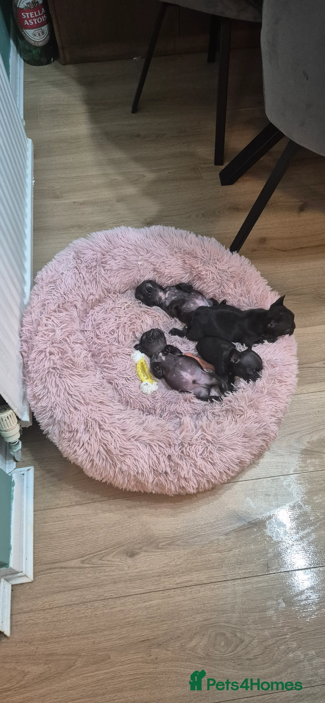 French Bulldog dogs for sale: Frenchie puppies ready to go - Advert 13