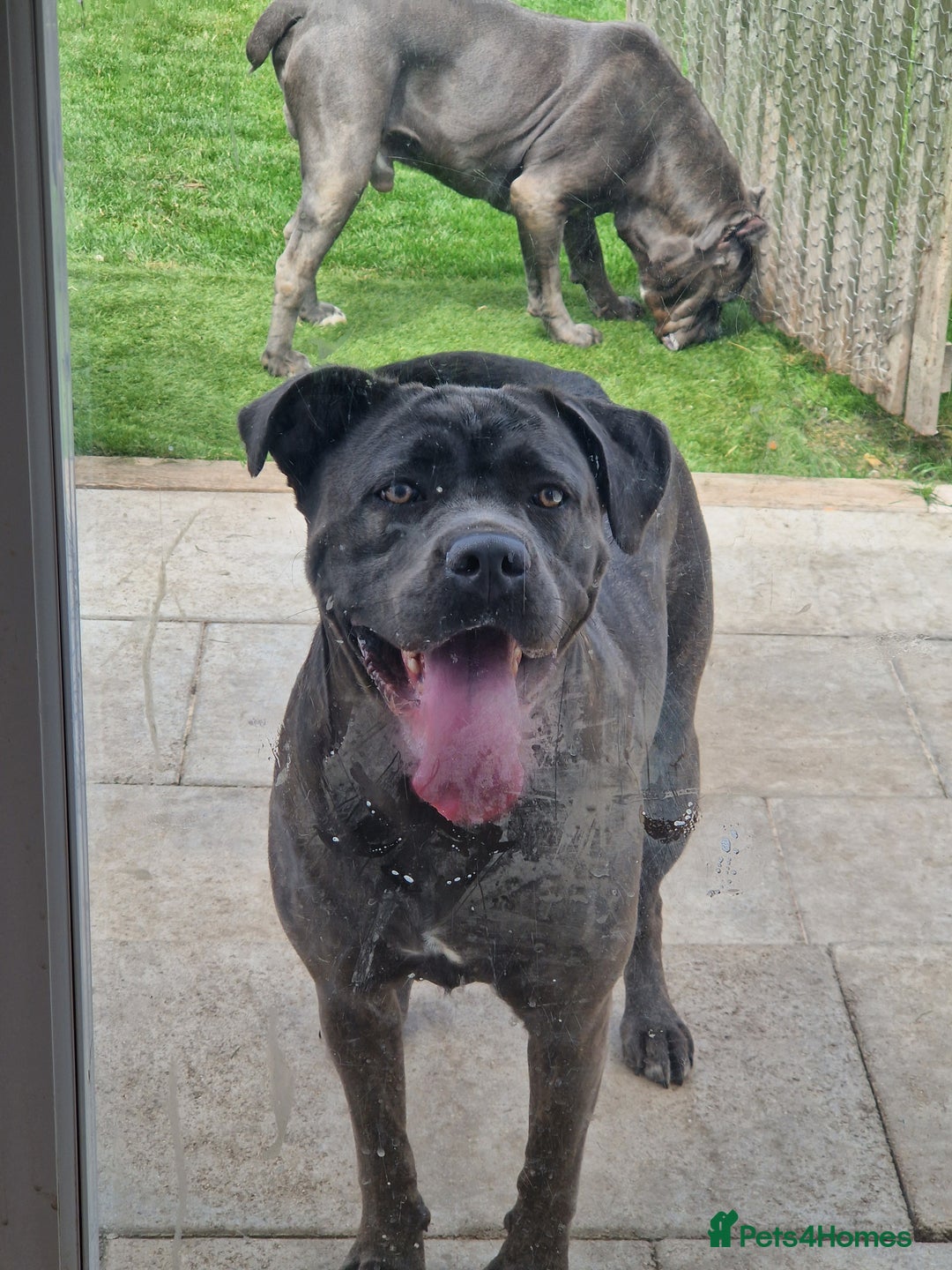 Cane Corso dogs for sale: Kingcanecorso litter, stunning traditional corsos - Advert 12