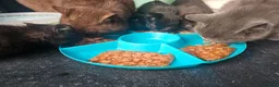 Mixed Breed cats for sale: Sweet kittens for sale - Advert 15