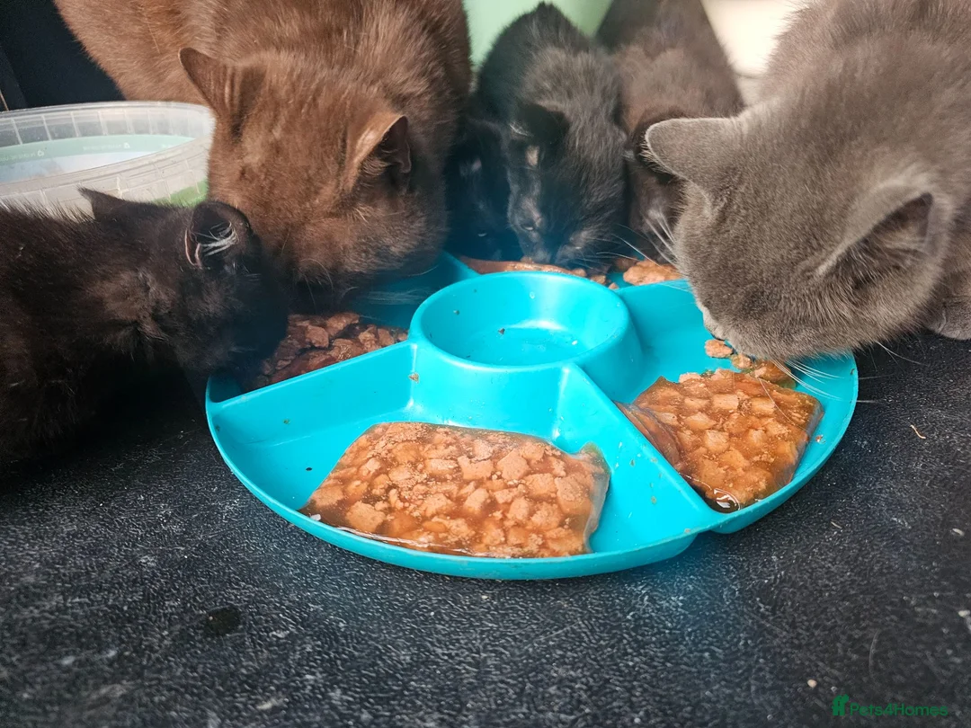 Mixed Breed cats for sale: Sweet kittens for sale - Advert 15