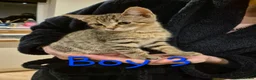 Mixed Breed cats for sale: 6 kittens * Ready Now * in Telford - Advert 13
