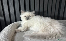 Ragdoll cats for sale: ragdoll kittens - Image 8