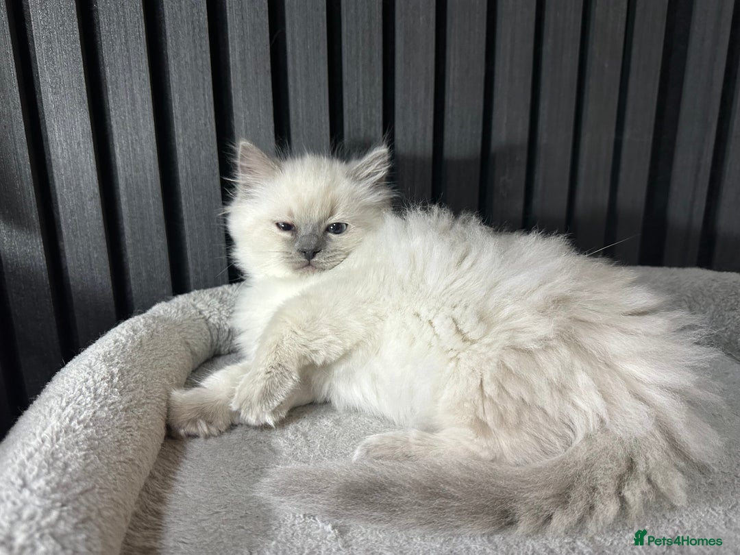 Ragdoll cats for sale: ragdoll kittens - Image 8