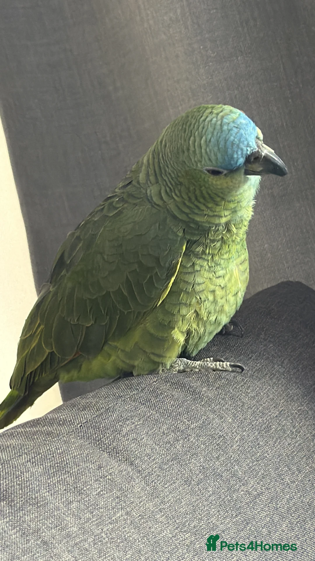 Parrots birds for sale: meet rio in Hayes - Advert 5