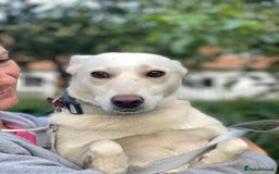 Mixed Breed dogs for adoption: 💖🐶 BILOCHKA 🐶💖 - Image 12