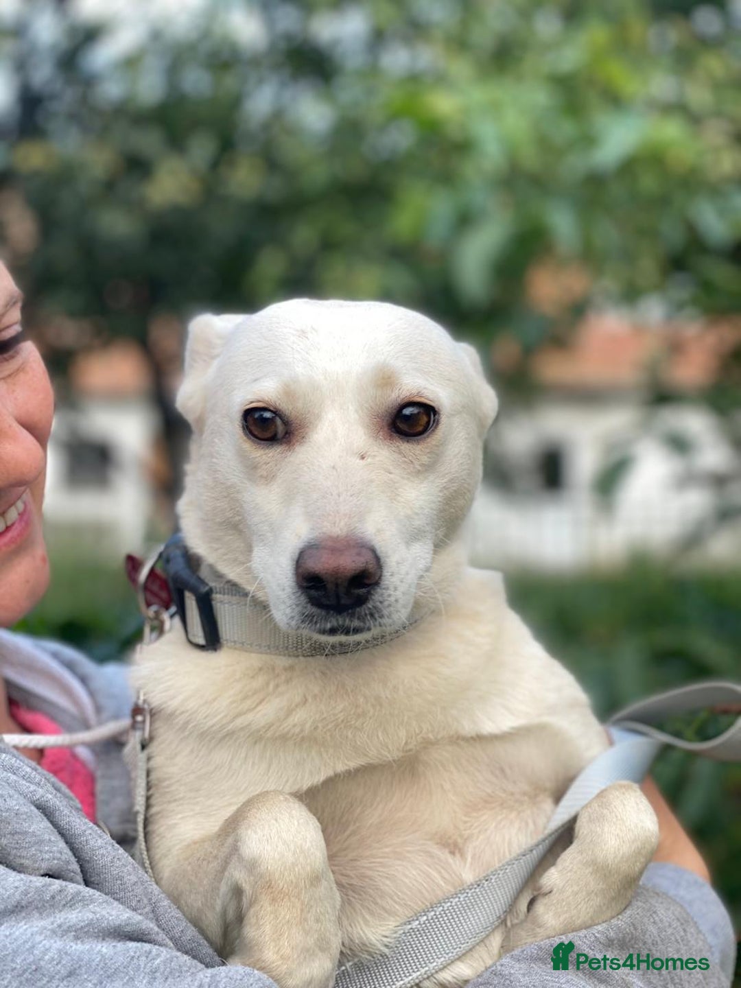 Mixed Breed dogs for adoption: 💖🐶 BILOCHKA 🐶💖 - Image 12