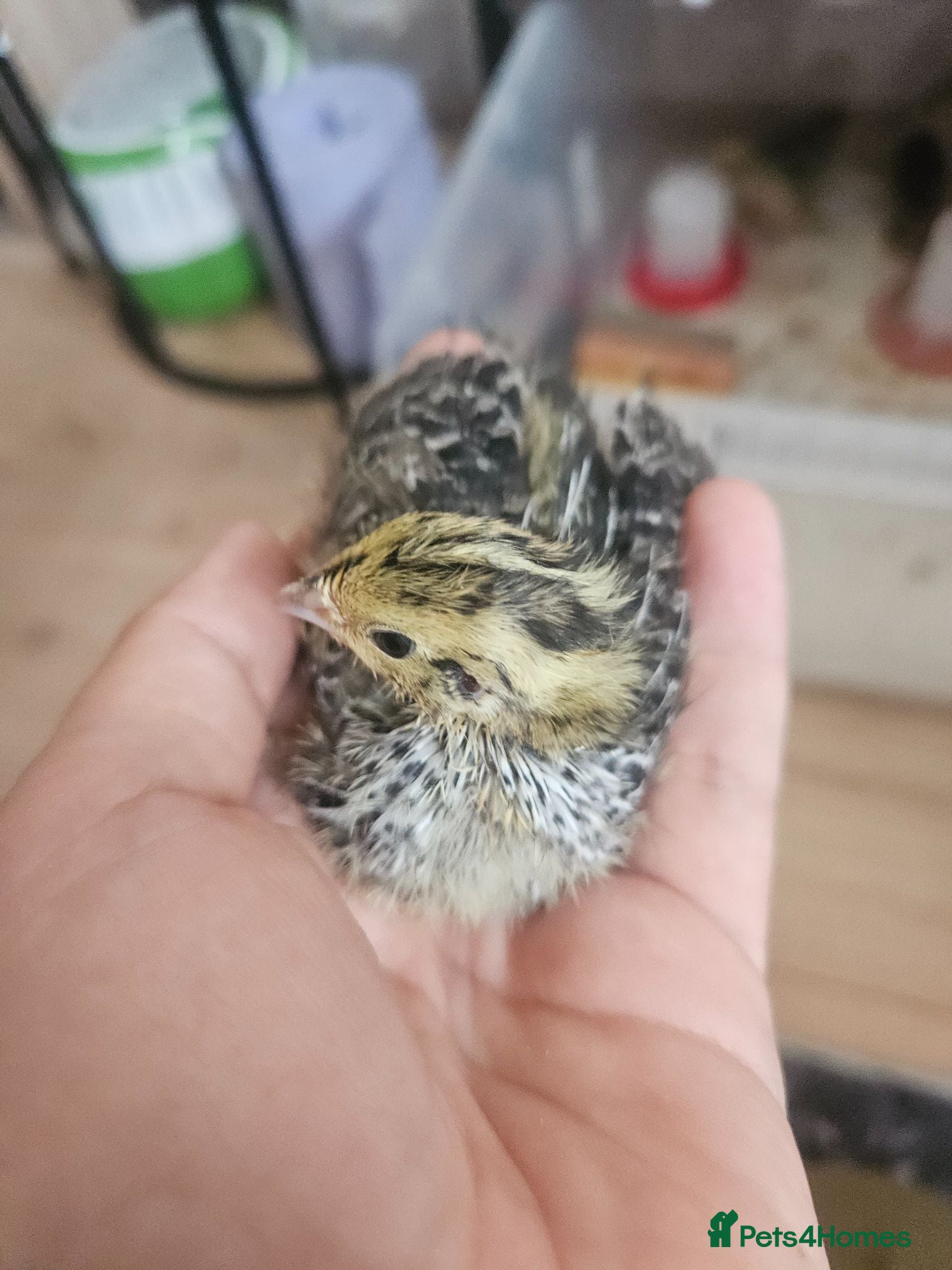 Quail poultry Cortunix quail chick trio seek loving home - Advert 1