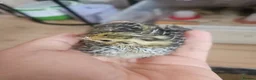 Quail poultry for sale: Cortunix quail chick trio seek loving home in Martock - Advert 1