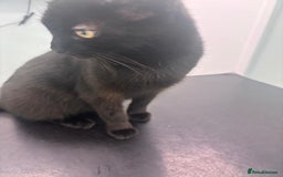 Mixed Breed cats for sale: Biscuit for sale - Image 2