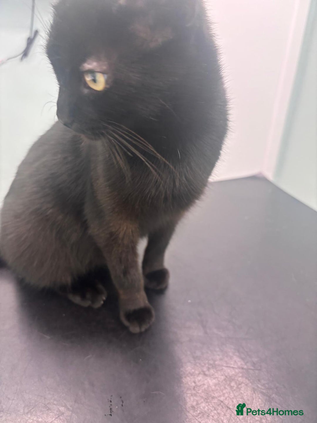 Mixed Breed cats for sale: Biscuit for sale - Image 2