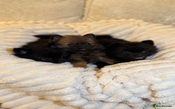 Pomeranian dogs for sale: 🐾 KC Registered Pomeranian Puppies 🐾 - Image 3