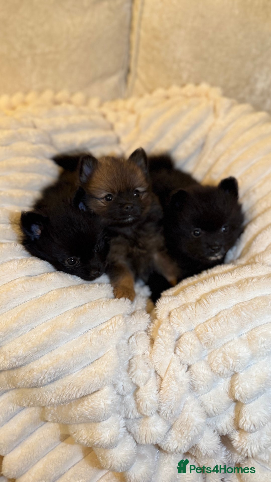 Pomeranian dogs for sale: 🐾 KC Registered Pomeranian Puppies 🐾 - Image 3