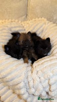 Pomeranian dogs - Advert 2