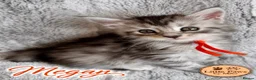 Maine Coon cats for sale: 🌿 THE HERITAGE COLLECTION 🌿 - Advert 18