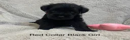 Miniature Schnauzer dogs for sale: Beautiful KC Reg Miniature Schnauzers - Advert 5