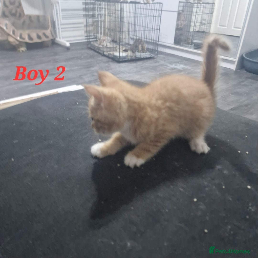 Mixed Breed cats for sale: Beautiful kittens for sale - Image 20