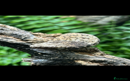 Gecko reptiles for sale: 2 Baby Leachianus Geckos - Image 3