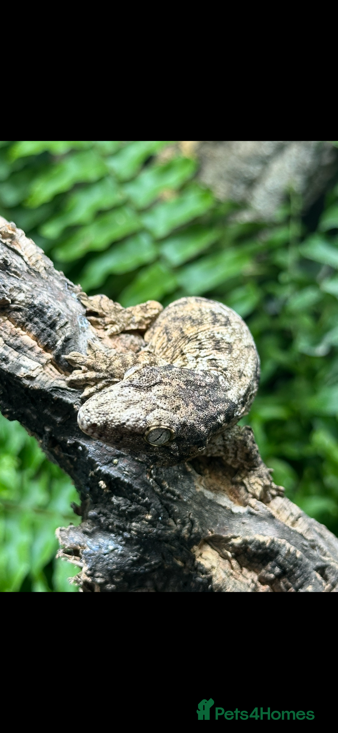 Gecko reptiles for sale: 2 Baby Leachianus Geckos - Image 3