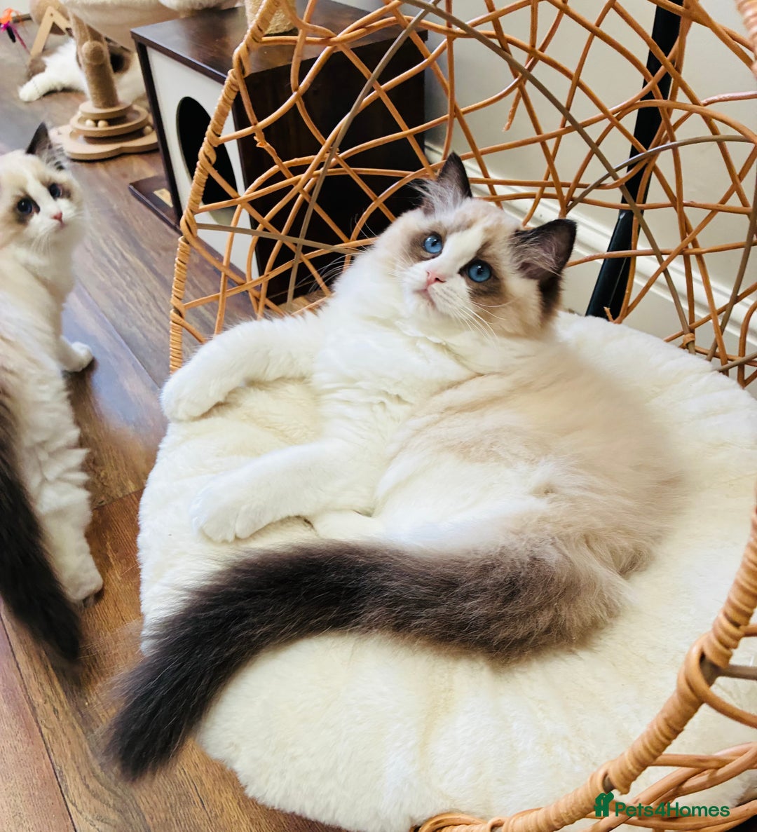 Ragdoll cats for sale: Champion Lines - Ragdoll Kittens - Advert 7