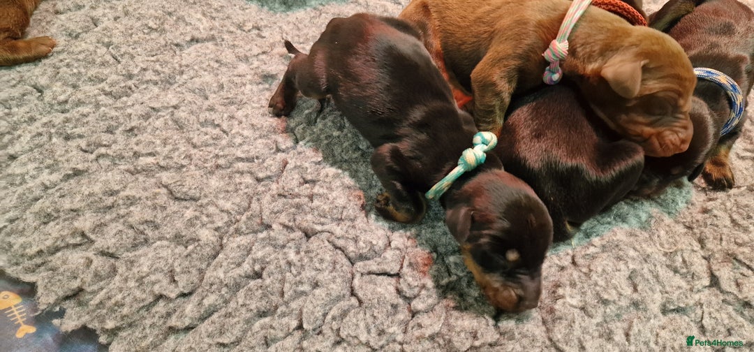 Dobermann dogs for sale: Top line doberman puppies - Image 19