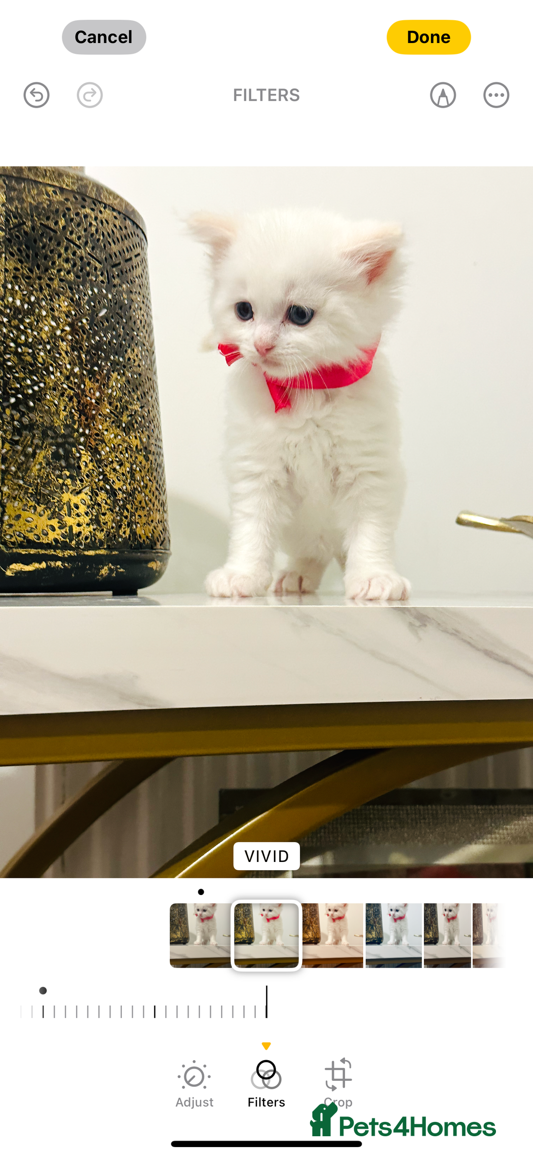 Ragdoll cats for sale: Cute Ragdolls kittens  - Advert 6