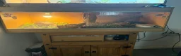 Python Snake reptiles for sale: Bannana ball python with full enclosure  - Advert 2