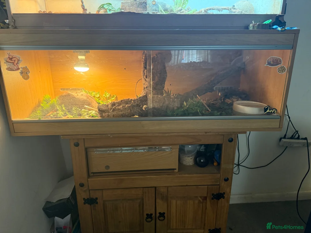 Python Snake reptiles for sale: Bannana ball python with full enclosure  - Advert 2