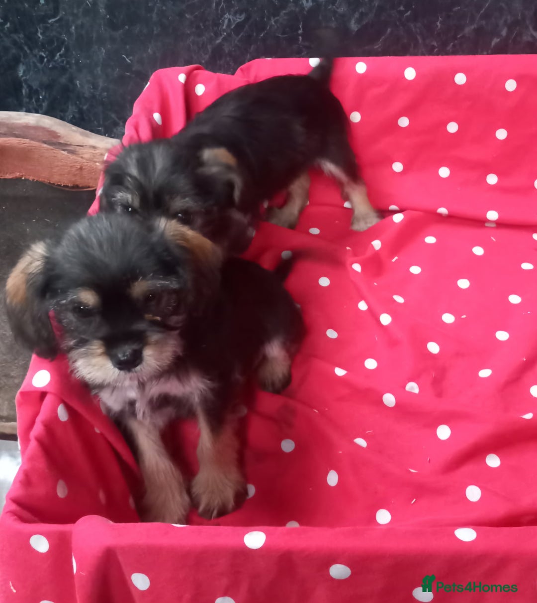 Mixed Breed dogs for sale: Beautiful Shcnauzer cross Cavaliers for sale - Image 2