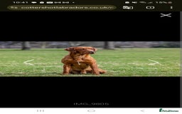Labrador Retriever dogs for sale: GORGEOUS KC REG LABRADOR PICK OF LITTER AVAILABLE  in Preston - Image 23