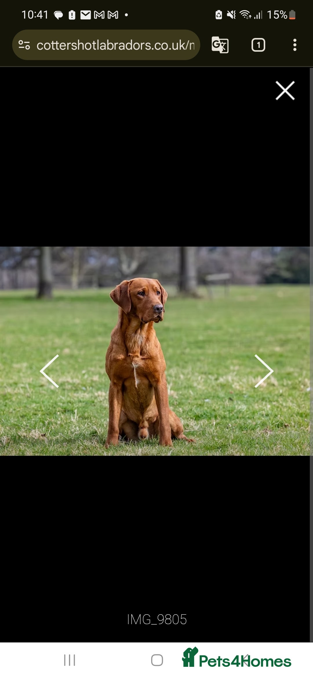 Labrador Retriever dogs for sale: GORGEOUS KC REG LABRADOR PICK OF LITTER AVAILABLE  in Preston - Image 23