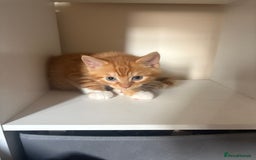 Mixed Breed cats for sale: 9 week old kittens 1 male 1 female - Image 6