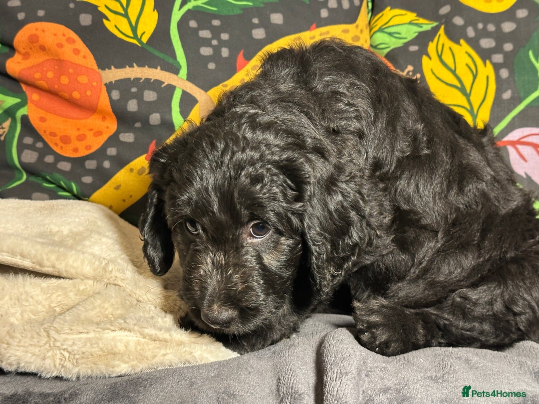 Goldendoodle dogs for sale: Black Phantom Goldendoodles Ready For A New Home! - Advert 21