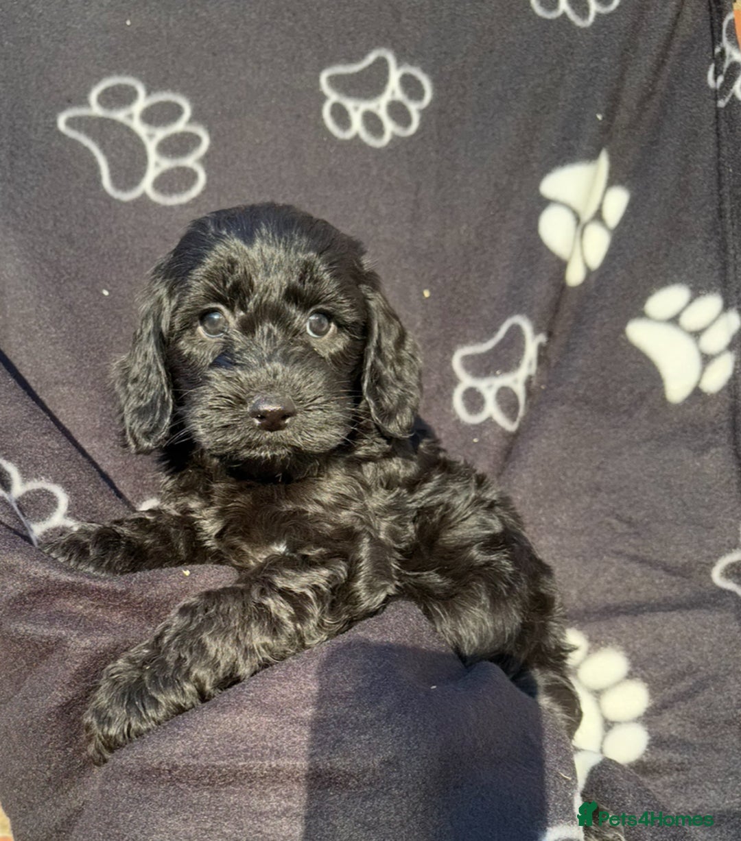 Cockapoo dogs for sale: F1 PRA Clear cockapoo puppys in Sandbach - Image 8