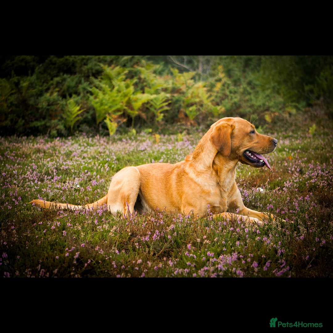 Labrador Retriever dogs for stud: FOX RED Health Tested KC Labrador Retriever - Advert 5