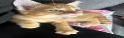Mixed Breed cats for sale: Ready now stunning kittens  in Gravesend - Advert 2