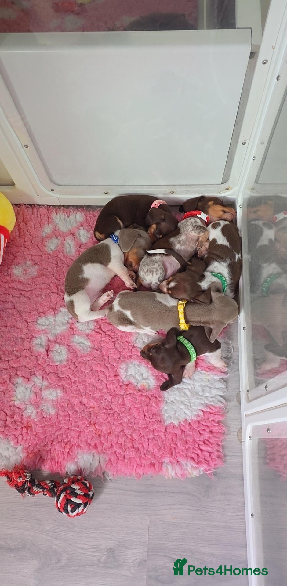 Miniature Dachshund dogs 🐶READY TODAY🐶Tiny miniature dachshund puppie 🐶  - Advert 1